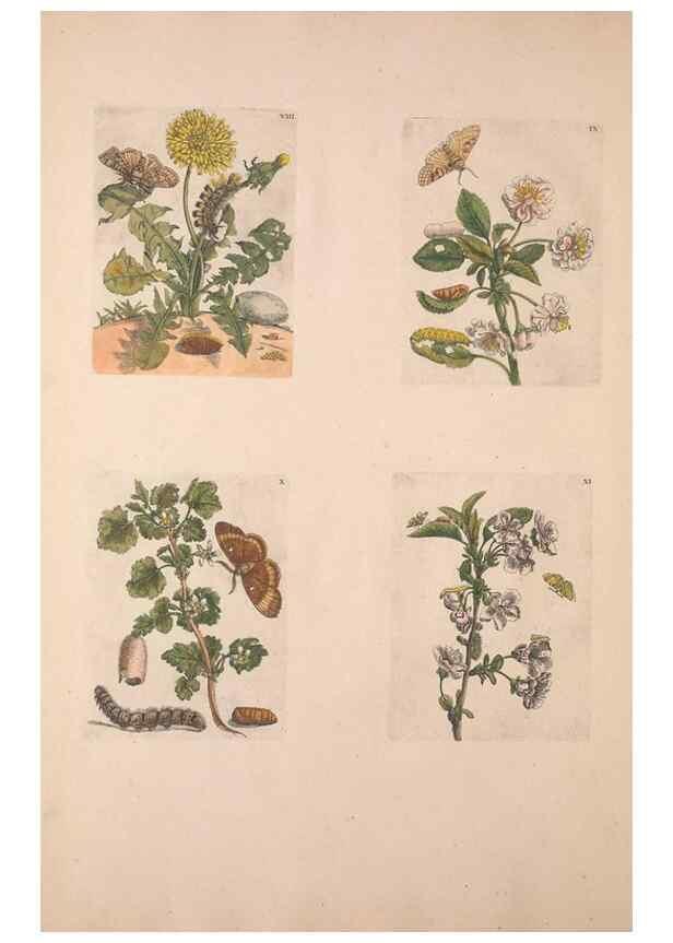 Reproducción/Reproduction 47094397852: De Europischen insecten :. Tot Amsterdam :By J.F. Bernard,1730.. 