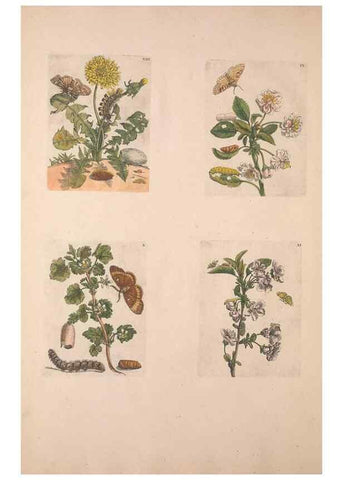Reproducción/Reproduction 47094397852: De Europischen insecten :. Tot Amsterdam :By J.F. Bernard,1730.. 