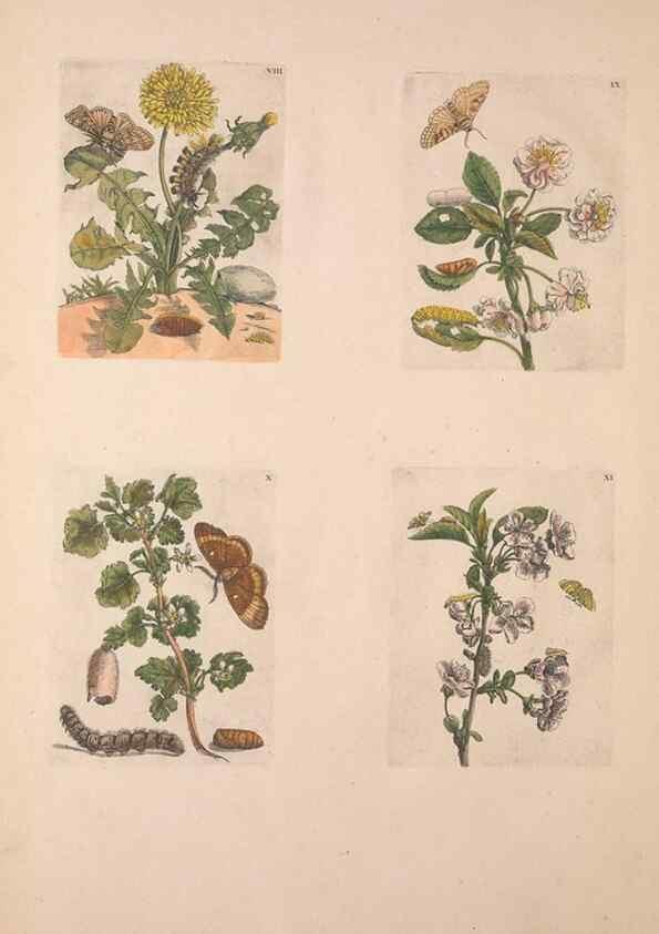 Reproducción/Reproduction 47094397852: De Europischen insecten :. Tot Amsterdam :By J.F. Bernard,1730.. 