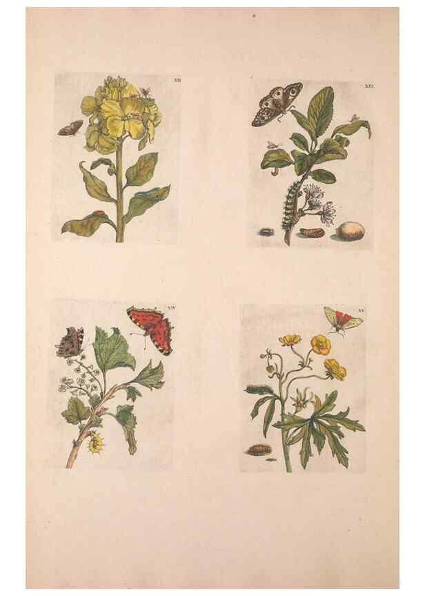Reproducción/Reproduction 46423256504: De Europischen insecten :. Tot Amsterdam :By J.F. Bernard,1730.. 
