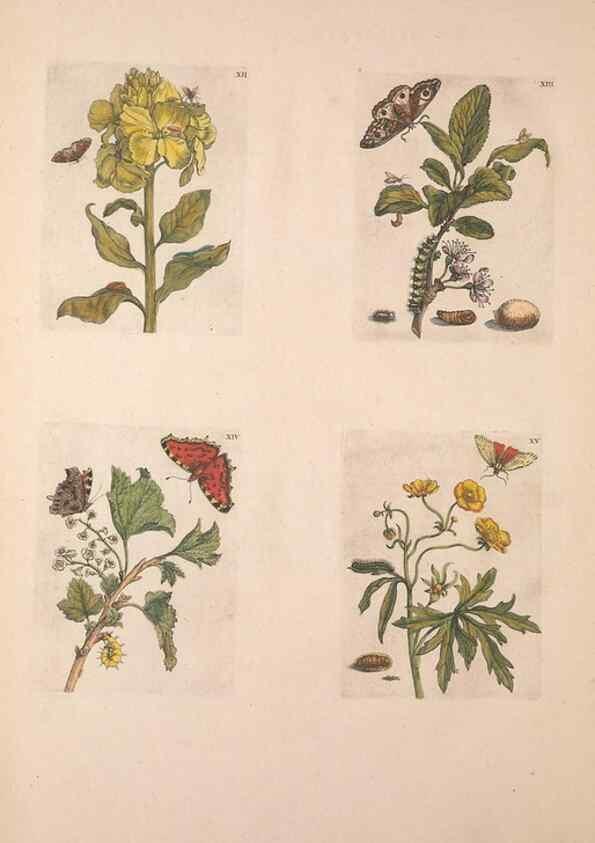 Reproducción/Reproduction 46423256504: De Europischen insecten :. Tot Amsterdam :By J.F. Bernard,1730.. 