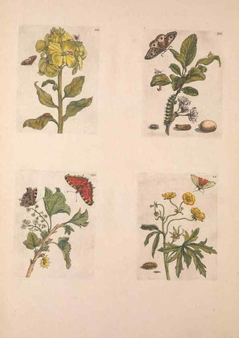 Reproducción/Reproduction 46423256504: De Europischen insecten :. Tot Amsterdam :By J.F. Bernard,1730.. 