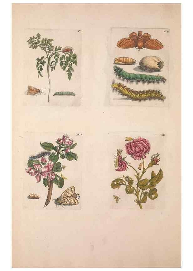 Reproducción/Reproduction 46423258074: De Europischen insecten :. Tot Amsterdam :By J.F. Bernard,1730.. 