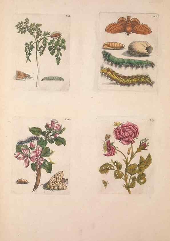Reproducción/Reproduction 46423258074: De Europischen insecten :. Tot Amsterdam :By J.F. Bernard,1730.. 