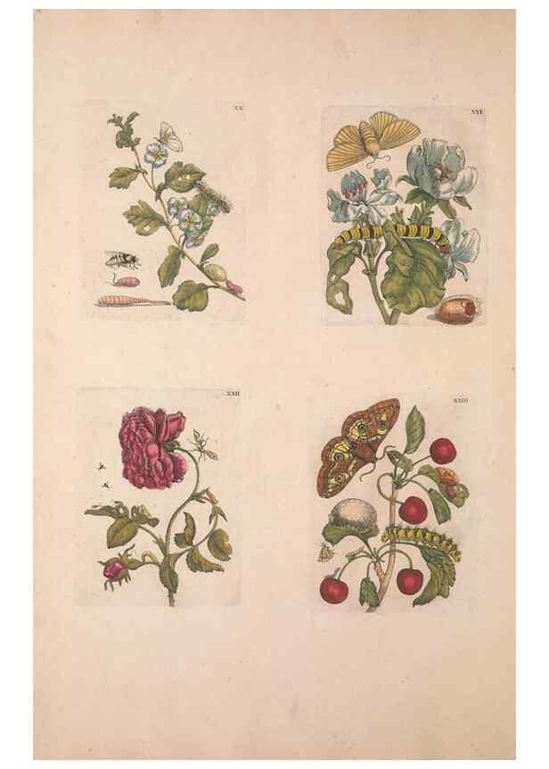 Reproducción/Reproduction 33271399118: De Europischen insecten :. Tot Amsterdam :By J.F. Bernard,1730.. 