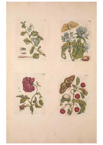 Reproducción/Reproduction 33271399118: De Europischen insecten :. Tot Amsterdam :By J.F. Bernard,1730.. 