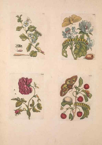 Reproducción/Reproduction 33271399118: De Europischen insecten :. Tot Amsterdam :By J.F. Bernard,1730.. 