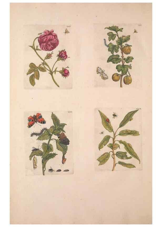 Reproducción/Reproduction 46423261394: De Europischen insecten :. Tot Amsterdam :By J.F. Bernard,1730.. 