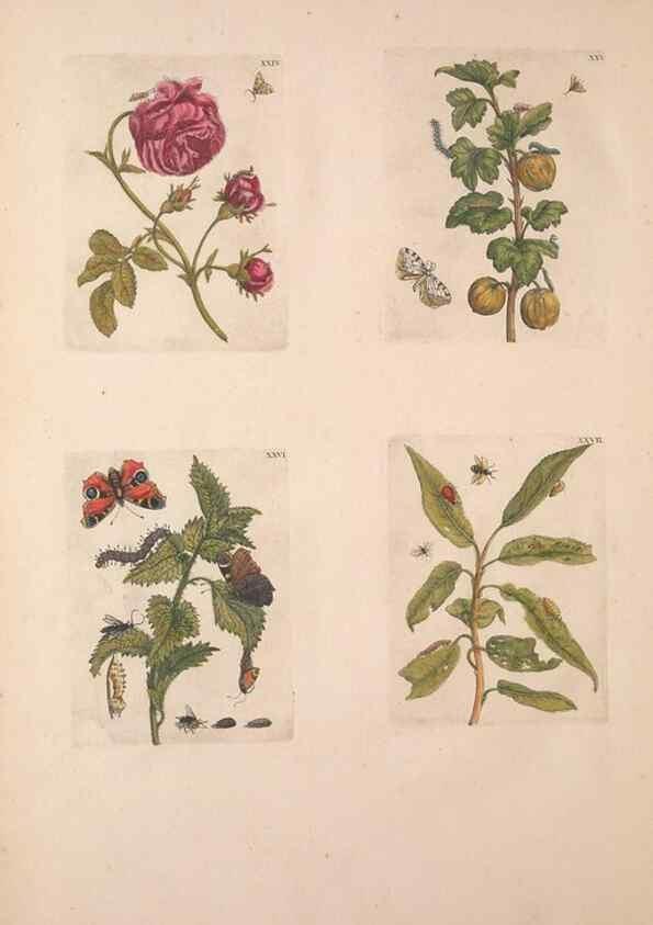 Reproducción/Reproduction 46423261394: De Europischen insecten :. Tot Amsterdam :By J.F. Bernard,1730.. 