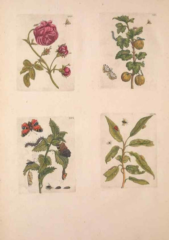 Reproducción/Reproduction 46423261394: De Europischen insecten :. Tot Amsterdam :By J.F. Bernard,1730.. 