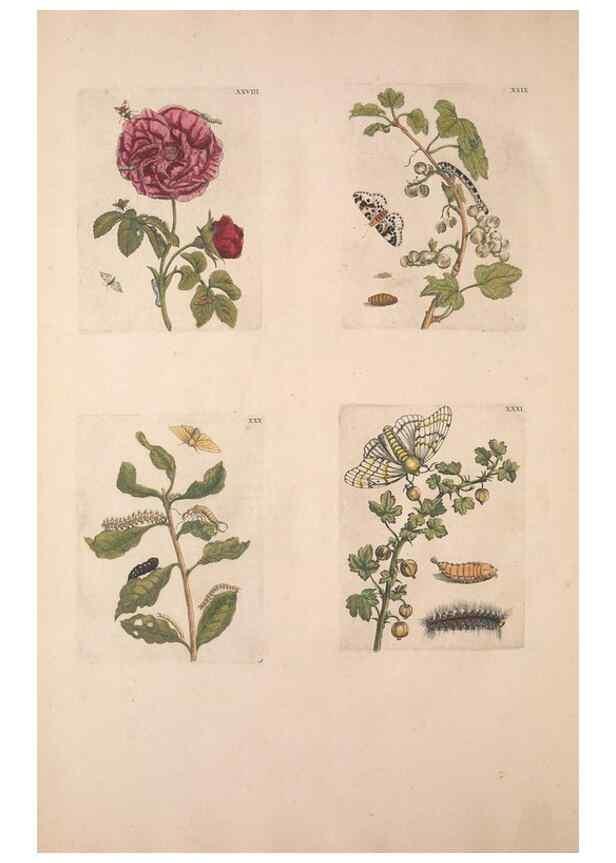Reproducción/Reproduction 40181655643: De Europischen insecten :. Tot Amsterdam :By J.F. Bernard,1730.. 