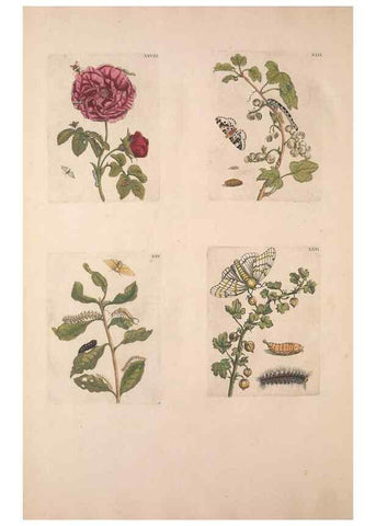 Reproducción/Reproduction 40181655643: De Europischen insecten :. Tot Amsterdam :By J.F. Bernard,1730.. 