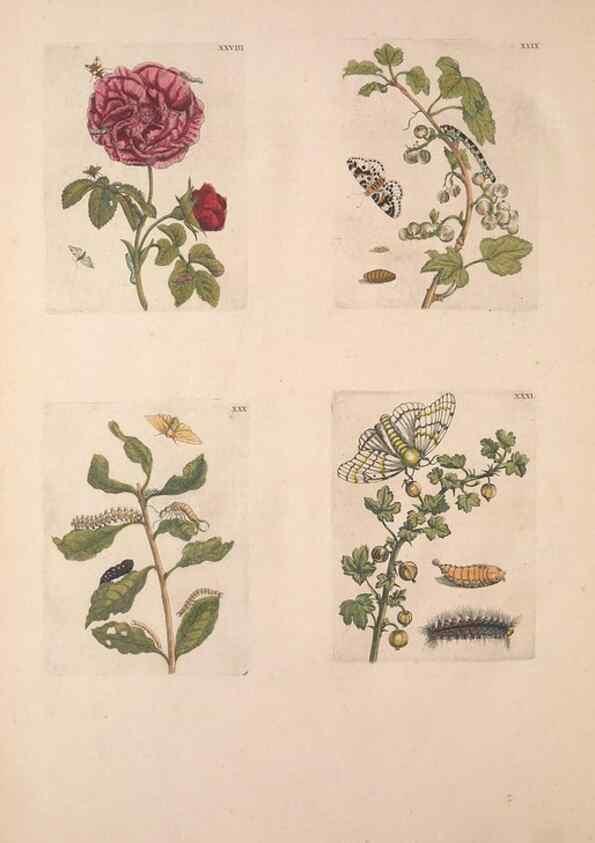 Reproducción/Reproduction 40181655643: De Europischen insecten :. Tot Amsterdam :By J.F. Bernard,1730.. 