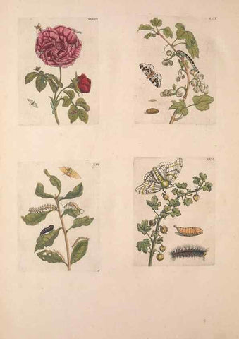 Reproducción/Reproduction 40181655643: De Europischen insecten :. Tot Amsterdam :By J.F. Bernard,1730.. 