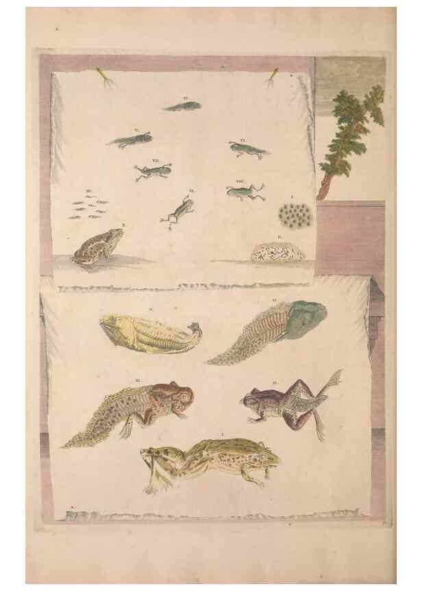 Reproducción/Reproduction 40181544793: Maria Sybilla Meriaen Over de voortteeling en wonderbaerlyke veranderingen der Surinaamsche insecten :. t'Amsterdam :By Jean Frederic Bernard,1730.. 