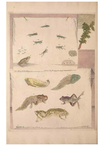 Reproducción/Reproduction 40181544793: Maria Sybilla Meriaen Over de voortteeling en wonderbaerlyke veranderingen der Surinaamsche insecten :. t'Amsterdam :By Jean Frederic Bernard,1730.. 
