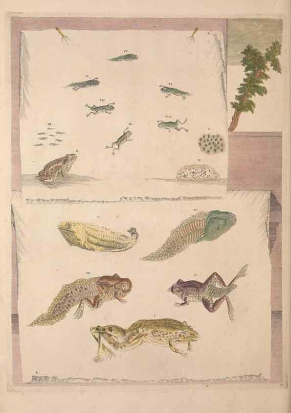 Reproducción/Reproduction 40181544793: Maria Sybilla Meriaen Over de voortteeling en wonderbaerlyke veranderingen der Surinaamsche insecten :. t'Amsterdam :By Jean Frederic Bernard,1730.. 