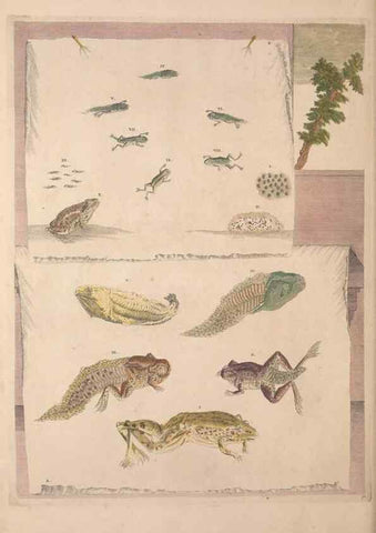 Reproducción/Reproduction 40181544793: Maria Sybilla Meriaen Over de voortteeling en wonderbaerlyke veranderingen der Surinaamsche insecten :. t'Amsterdam :By Jean Frederic Bernard,1730.. 