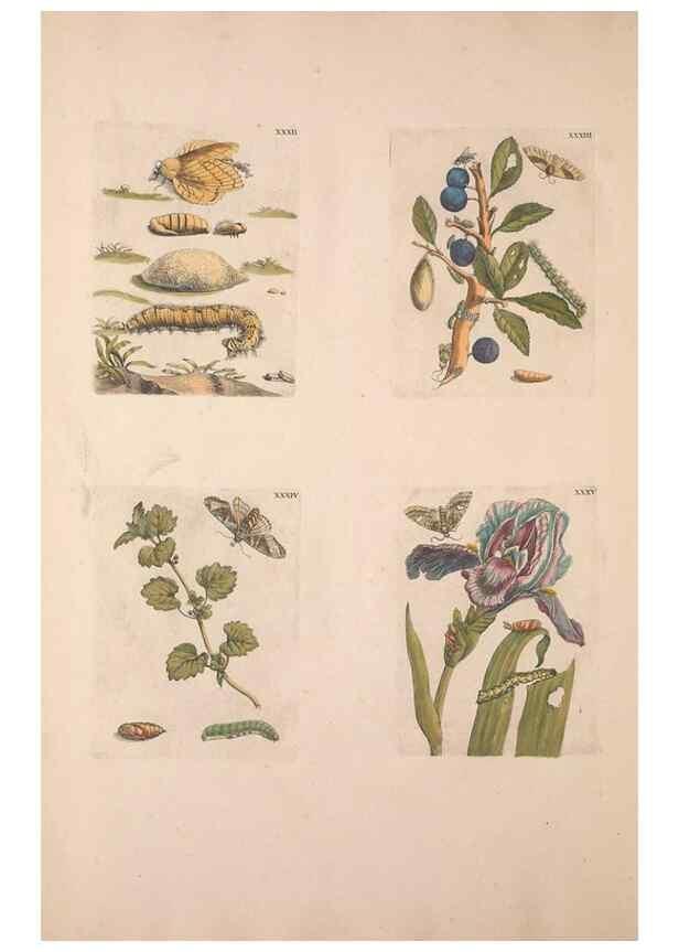 Reproducción/Reproduction 40181656593: De Europischen insecten :. Tot Amsterdam :By J.F. Bernard,1730.. 