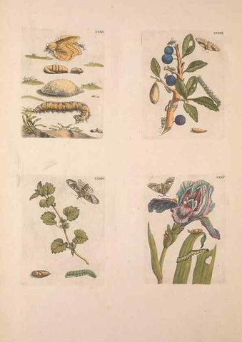 Reproducción/Reproduction 40181656593: De Europischen insecten :. Tot Amsterdam :By J.F. Bernard,1730.. 