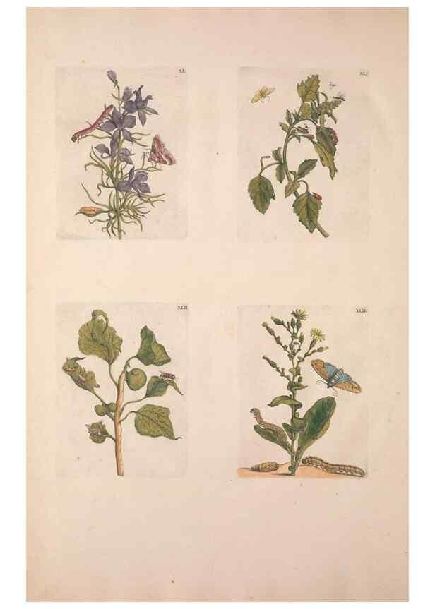 Reproducción/Reproduction 46423267434: De Europischen insecten :. Tot Amsterdam :By J.F. Bernard,1730.. 