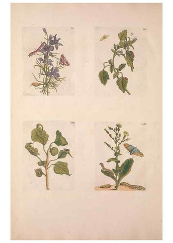 Reproducción/Reproduction 46423267434: De Europischen insecten :. Tot Amsterdam :By J.F. Bernard,1730.. 