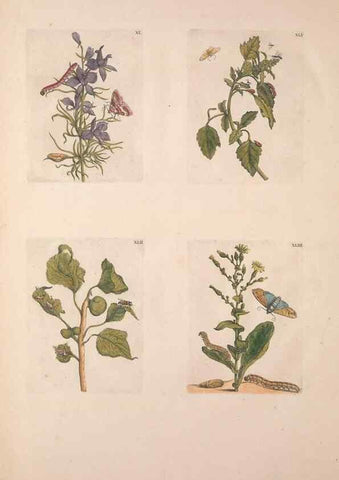 Reproducción/Reproduction 46423267434: De Europischen insecten :. Tot Amsterdam :By J.F. Bernard,1730.. 
