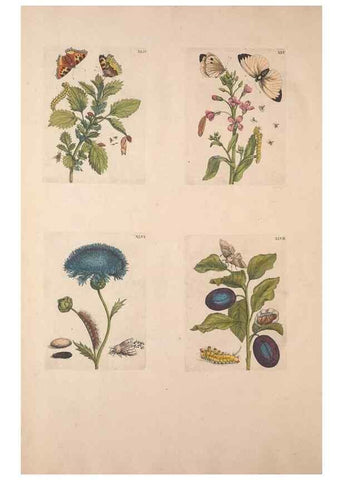 Reproducción/Reproduction 32204738997: De Europischen insecten :. Tot Amsterdam :By J.F. Bernard,1730.. 