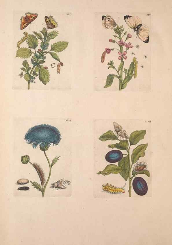 Reproducción/Reproduction 32204738997: De Europischen insecten :. Tot Amsterdam :By J.F. Bernard,1730.. 