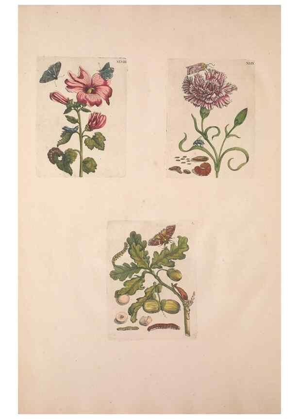 Reproducción/Reproduction 46232392035: De Europischen insecten :. Tot Amsterdam :By J.F. Bernard,1730.. 