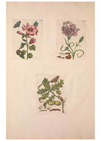 Reproducción/Reproduction 46232392035: De Europischen insecten :. Tot Amsterdam :By J.F. Bernard,1730.. 