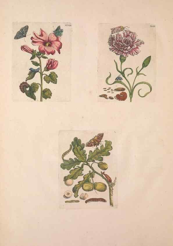 Reproducción/Reproduction 46232392035: De Europischen insecten :. Tot Amsterdam :By J.F. Bernard,1730.. 