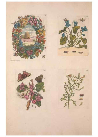 Reproducción/Reproduction 33271406338: De Europischen insecten :. Tot Amsterdam :By J.F. Bernard,1730.. 
