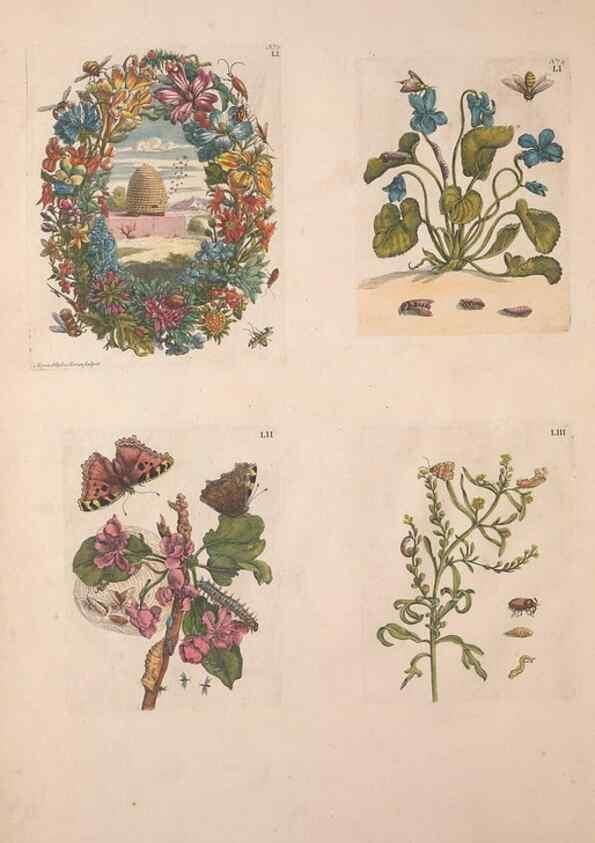 Reproducción/Reproduction 33271406338: De Europischen insecten :. Tot Amsterdam :By J.F. Bernard,1730.. 