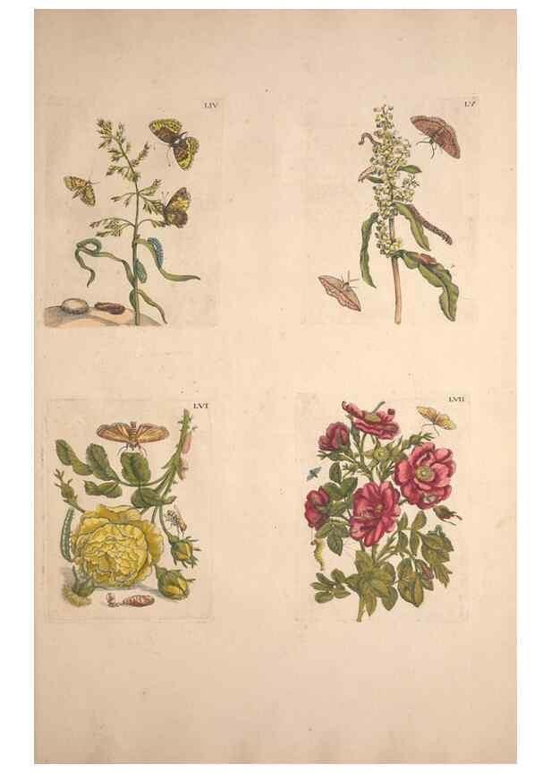 Reproducción/Reproduction 47094412902: De Europischen insecten :. Tot Amsterdam :By J.F. Bernard,1730.. 