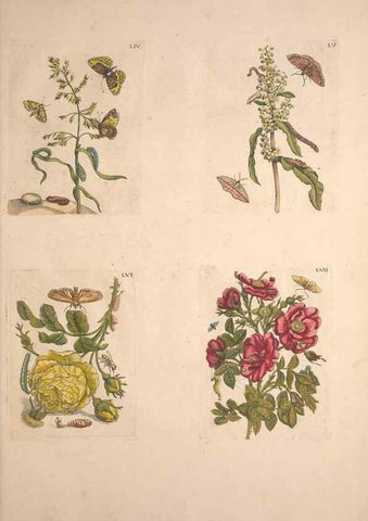 Reproducción/Reproduction 47094412902: De Europischen insecten :. Tot Amsterdam :By J.F. Bernard,1730.. 