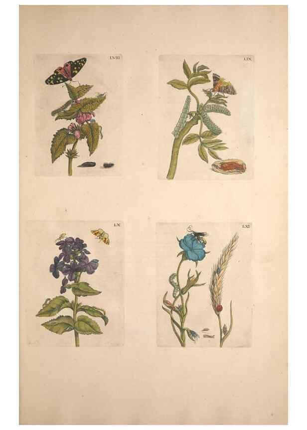 Reproducción/Reproduction 47146658161: De Europischen insecten :. Tot Amsterdam :By J.F. Bernard,1730.. 