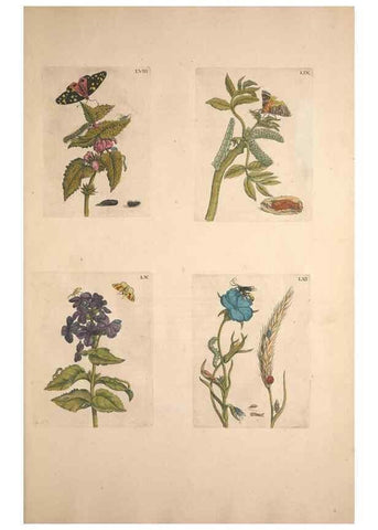 Reproducción/Reproduction 47146658161: De Europischen insecten :. Tot Amsterdam :By J.F. Bernard,1730.. 