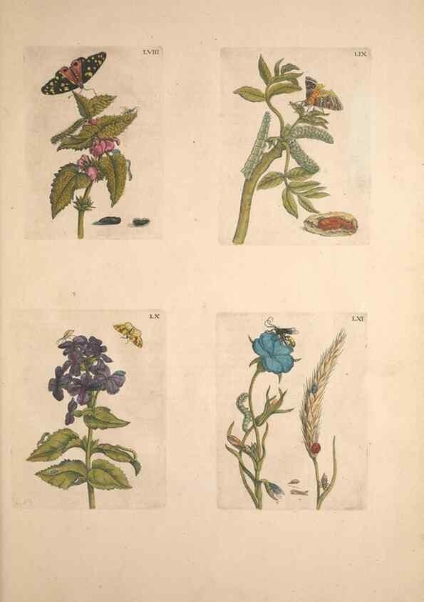 Reproducción/Reproduction 47146658161: De Europischen insecten :. Tot Amsterdam :By J.F. Bernard,1730.. 
