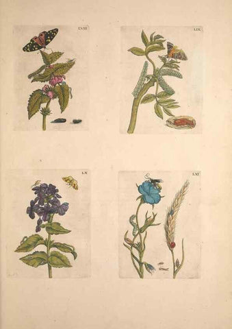 Reproducción/Reproduction 47146658161: De Europischen insecten :. Tot Amsterdam :By J.F. Bernard,1730.. 
