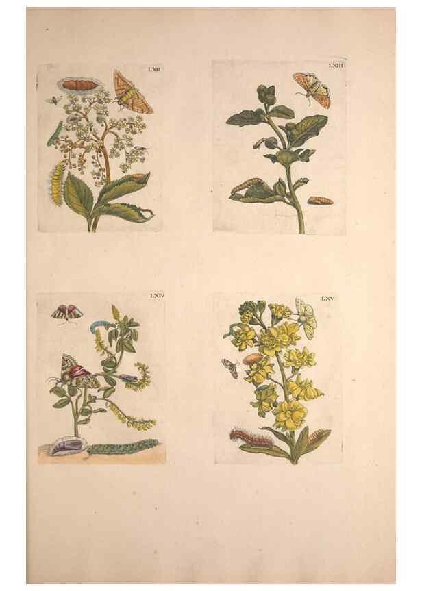 Reproducción/Reproduction 46232396415: De Europischen insecten :. Tot Amsterdam :By J.F. Bernard,1730.. 