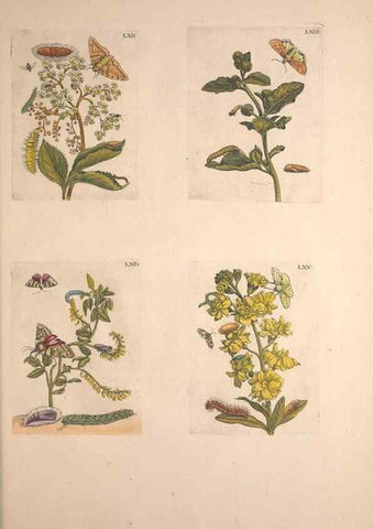 Reproducción/Reproduction 46232396415: De Europischen insecten :. Tot Amsterdam :By J.F. Bernard,1730.. 