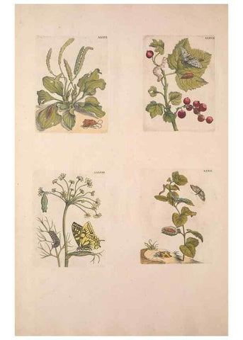 Reproducción/Reproduction 46423266204: De Europischen insecten :. Tot Amsterdam :By J.F. Bernard,1730.. 