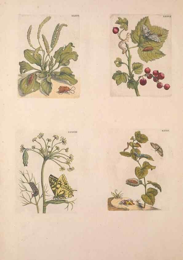 Reproducción/Reproduction 46423266204: De Europischen insecten :. Tot Amsterdam :By J.F. Bernard,1730.. 