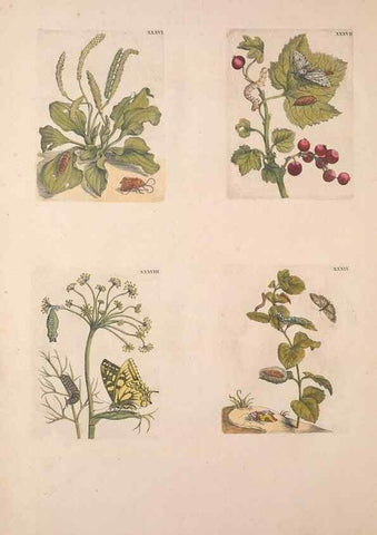 Reproducción/Reproduction 46423266204: De Europischen insecten :. Tot Amsterdam :By J.F. Bernard,1730.. 