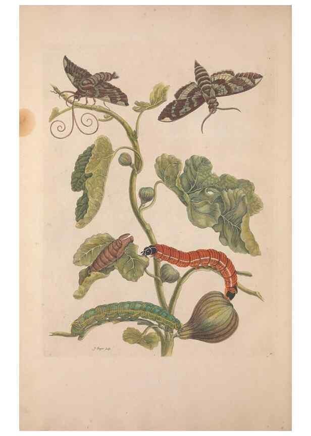 Reproducción/Reproduction 47094269652: Maria Sybilla Meriaen Over de voortteeling en wonderbaerlyke veranderingen der Surinaamsche insecten :. t'Amsterdam :By Jean Frederic Bernard,1730.. 