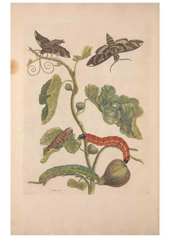 Reproducción/Reproduction 47094269652: Maria Sybilla Meriaen Over de voortteeling en wonderbaerlyke veranderingen der Surinaamsche insecten :. t'Amsterdam :By Jean Frederic Bernard,1730.. 