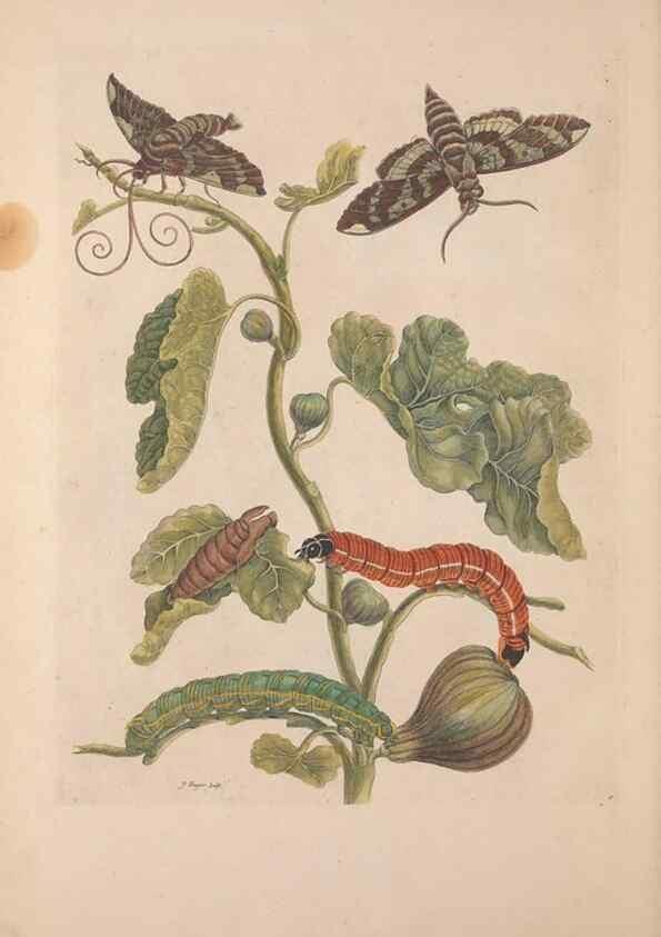 Reproducción/Reproduction 47094269652: Maria Sybilla Meriaen Over de voortteeling en wonderbaerlyke veranderingen der Surinaamsche insecten :. t'Amsterdam :By Jean Frederic Bernard,1730.. 