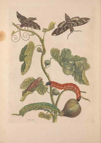 Reproducción/Reproduction 47094269652: Maria Sybilla Meriaen Over de voortteeling en wonderbaerlyke veranderingen der Surinaamsche insecten :. t'Amsterdam :By Jean Frederic Bernard,1730.. 