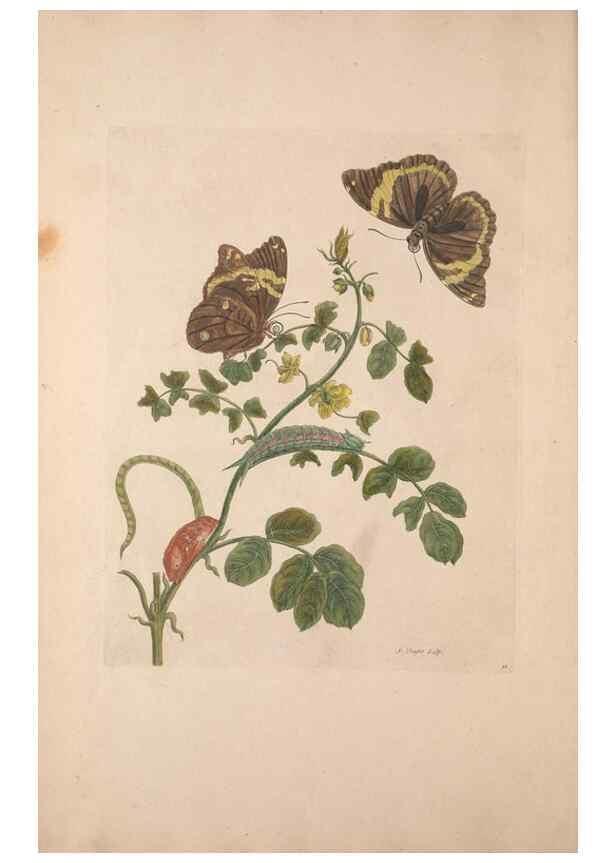 Reproducción/Reproduction 47146486601: Maria Sybilla Meriaen Over de voortteeling en wonderbaerlyke veranderingen der Surinaamsche insecten :. t'Amsterdam :By Jean Frederic Bernard,1730.. 